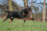 ROTTWEILER 564